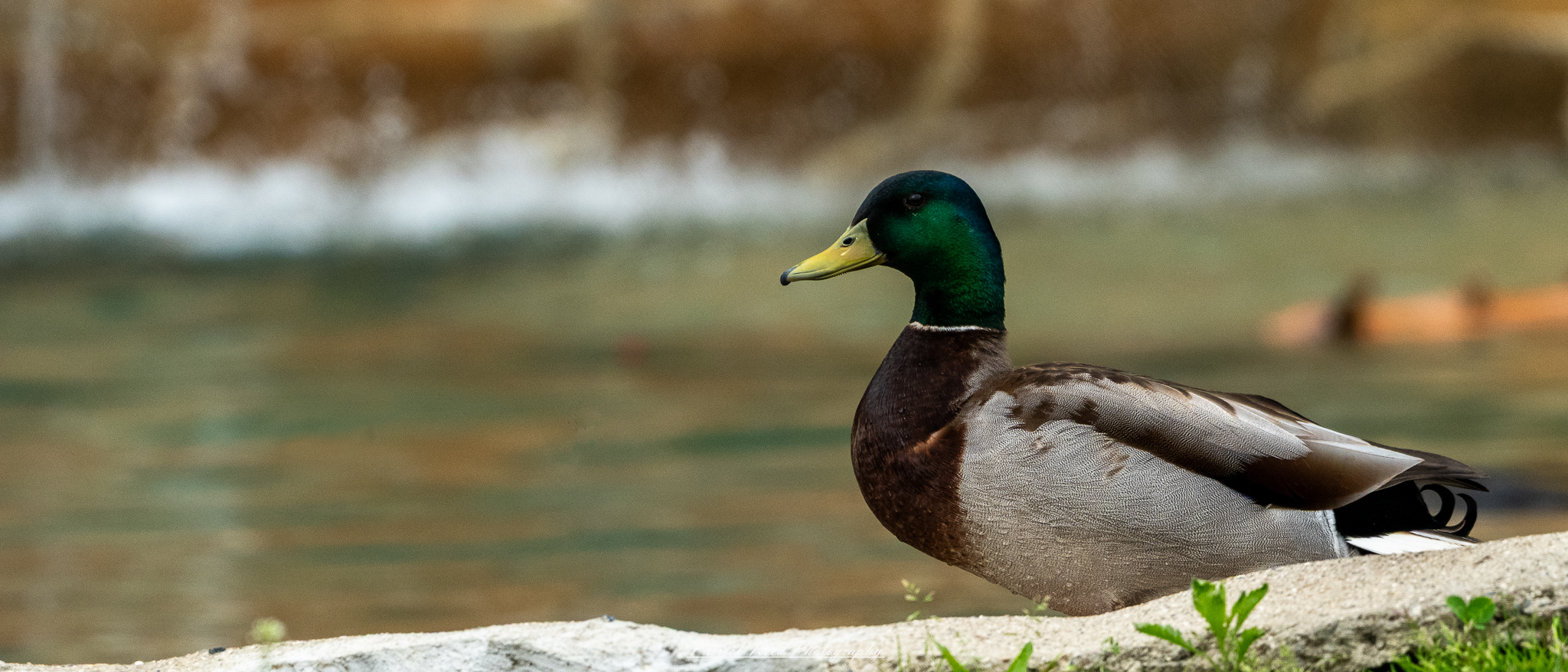 Duck swimming in pond at the Detroit Zoo, surrounded by lush greenery